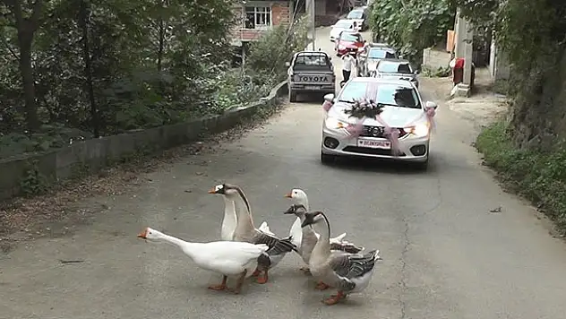 Düğün konvoyunun önünü bu kez 'kazlar' kesti