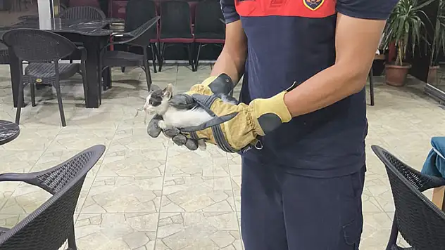 Dükkan kapanmadan önce duyulan 'miyavlama' sesi yavru kedinin hayatını kurtardı