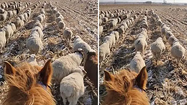 Dünya bu çobanı konuşuyor! 400'den fazla koyununa askeri düzende yürümeyi öğretti
