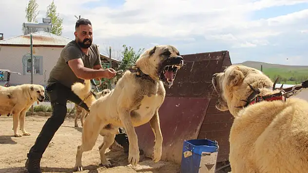 Dünyaca ünlü Kangal köpekleri o ildeki cezaevlerini koruyacak
