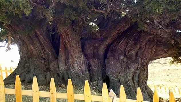 Dünyanın en yaşlı ikinci ağacı Konya'da