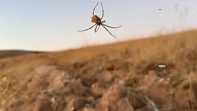 Dünyanın en zehirli örümceklerinden 'argiope lobata', Kırşehir'de görüldü

