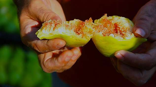 Dünyanın ilk inciri Manisa'dan Konya'ya yola çıktı