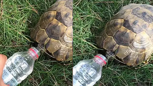 Dünyayı iyilik kurtaracak! Sıcaktan bunalan kaplumbağaya su içirdi