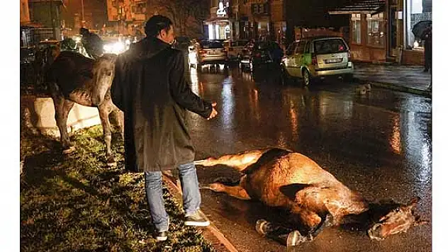 Düşen atı vatandaşlar kaldırdı