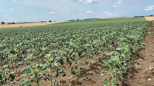 Edirne'de 5 bin dekar ekili alan doludan zarar gördü

