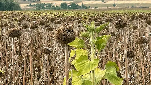 Edirne'de aşırı sıcaklar ayçiçeklerini yaktı
