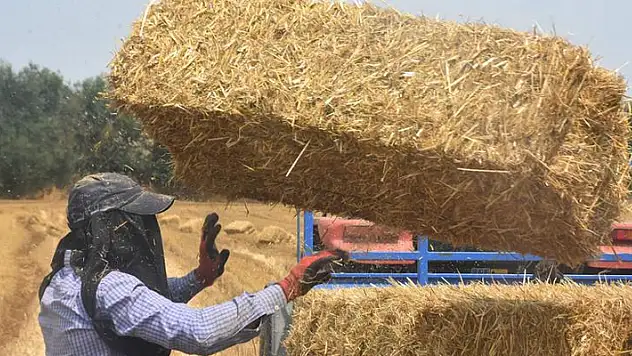 Edirne'de balya işçilerinin 38 derecelik sıcakta zorlu mesai
