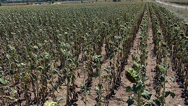 Edirne'de kavurucu sıcaklarda ayçiçeği ekili tarlalar kurudu, ürünlerin gelişimi durdu
