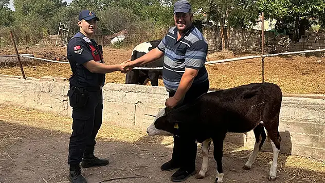 Edirne'de kaybolan buzağı dronla bulundu
