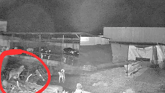 Edirne'de kurtlar indikleri köylerde 10 koyunu öldürdü

