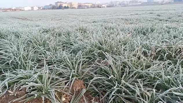 Edirne'de tarım arazileri buz tuttu
