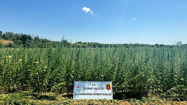 Edirne'de tarlada 2 milyon 65 bin kök Hint keneviri ele geçirildi
