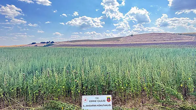 Edirne'de tarlada 4 milyon 128 bin kök Hint keneviri ele geçirildi
