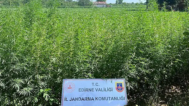 Edirne'de tarlada 6 bin kök Hint keneviri ele geçirildi
