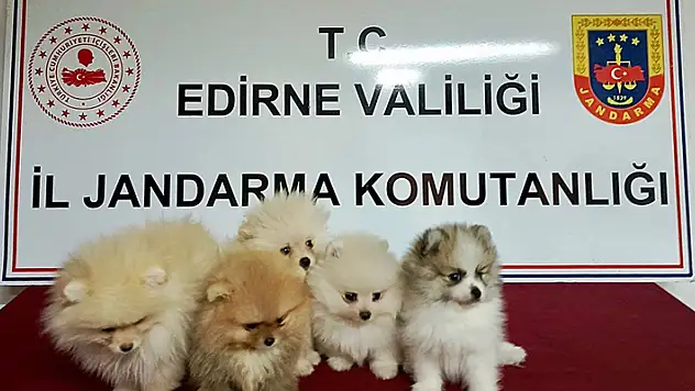Edirne'de yurt dışından kaçak sokulan 5 cins yavru köpek ele geçirildi
