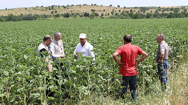 Edirne'deki dolu yağışı 1000 dekar ekili alan zarar gördü
