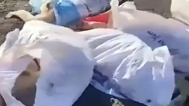 Edirne'deki köpek katliamına 4 gözaltı
