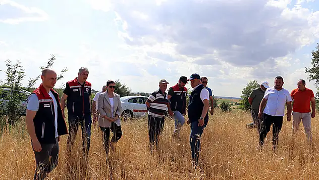 Edirne'de dolu 10 bin dekar buğday ve ayçiçeği tarlasına zarar verdi
