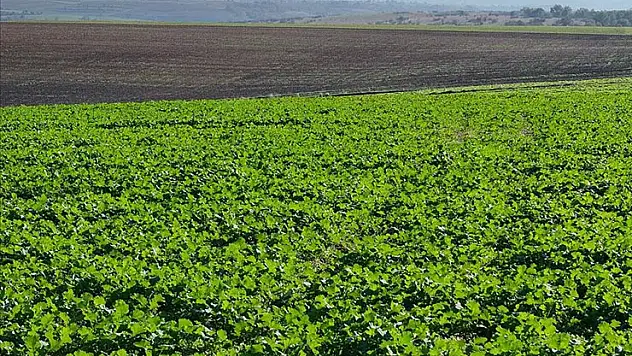 Edirne'de son dönemdeki yağışlar kanola üreticisini sevindirdi