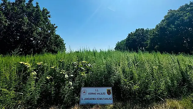 Edirne'de tarlada 120 bin kök Hint keneviri ele geçirildi
