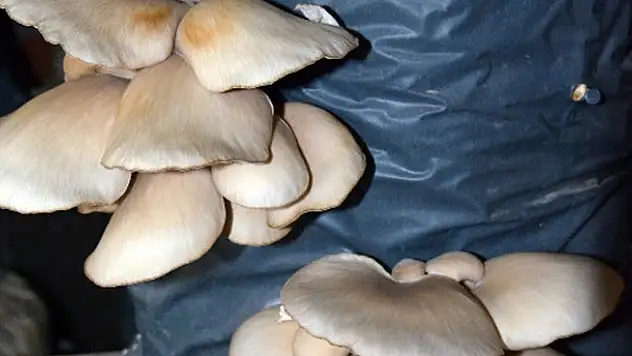 Ek gelir olsun diye başladı, şimdi para basıyor