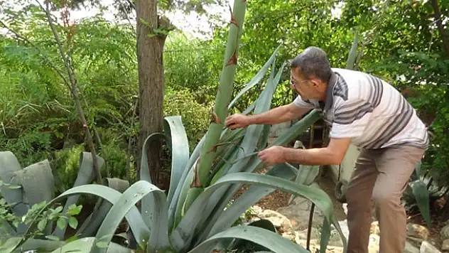Ekildiği tarihten 46 yıl sonra çiçek açtı