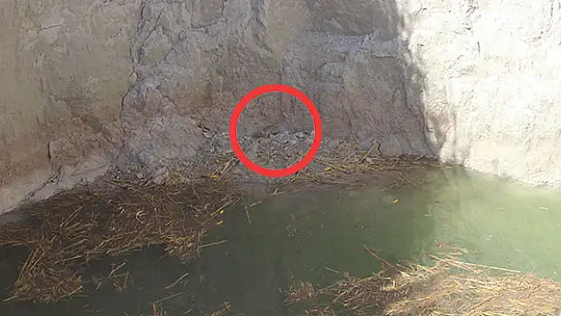 Ekipler, obruk içine düşen tilki için seferber oldu