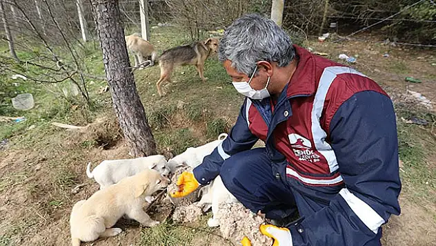 Ekmekler ve artan yemekler çöpe değil sevimli dostlara gidiyor
