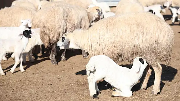 Elazığ'da koyun ve kuzuların coşkulu buluşması

