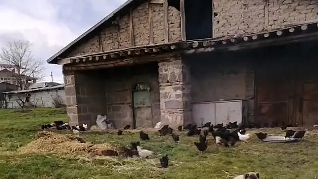 Elazığ'da hırsızlar kümesten 60 tavuk ve 2 kangal yavrusu çaldı, 11 tavuğu da telef etti
