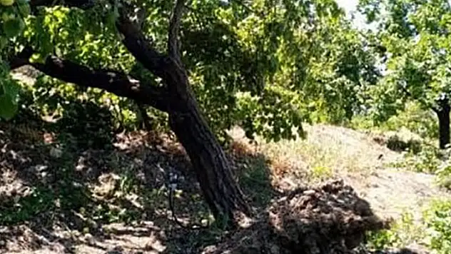Elazığ'da şiddetli rüzgar kayısı ağaçlarını yerinden söktü, bahçelere zarar verdi
