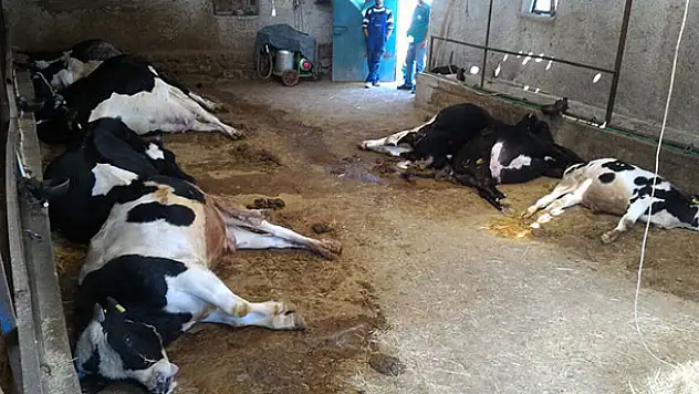 Elektrik akımına kapılan büyükbaş hayvanlar telef oldu
