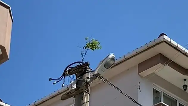 Elektrik direğinin tepesinde ağaç filizlendi
