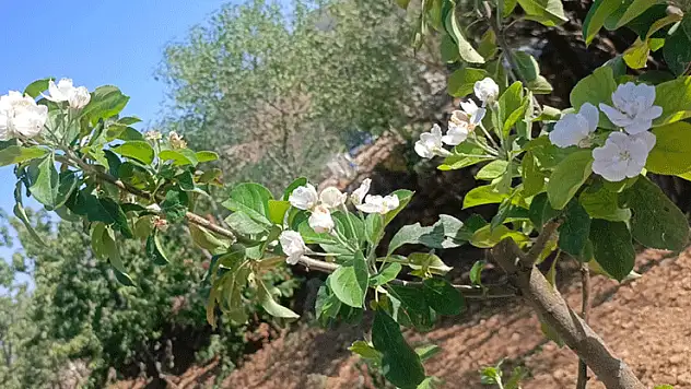 Elma ağaçları Ağustos'ta çiçek açtı