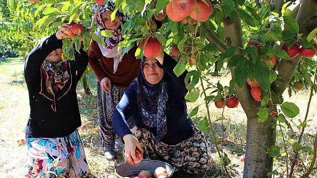 Elma hasadına başlanan Amasya'da bahçeler rengarenk
