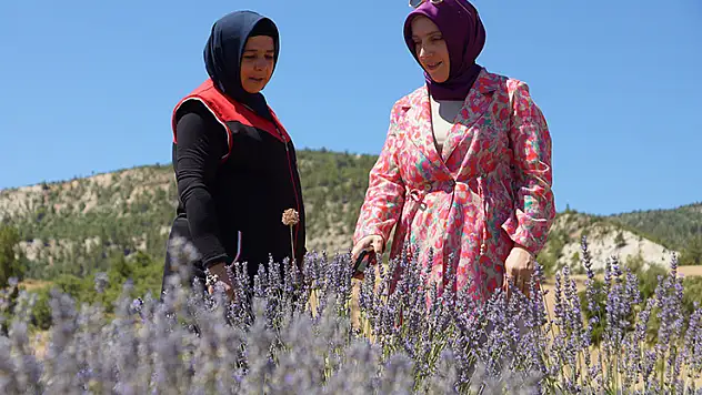 Emekli olup döndüğü köyünde lavantadan sonra salep yetiştirmeyi hedeliyor