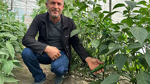 'En acı biber'in hasat zamanı
