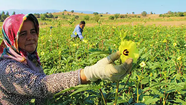 En büyük pazarı Konya! Amasya'da tescilli 'çiçek bamyası'nın hasadı başladı: Kilosu 200 lira