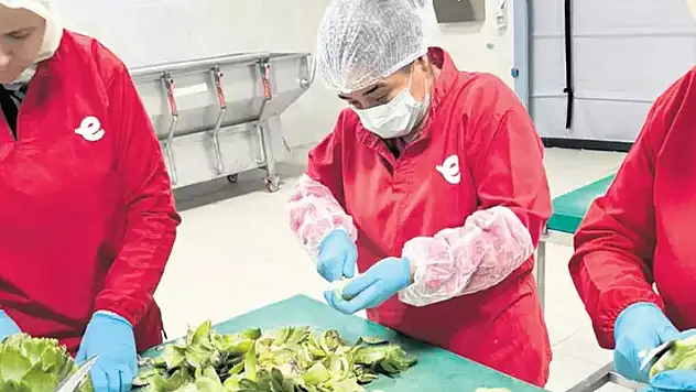 Enginar soyuculuğu! Günde 2 bin TL kazanmak mümkün
