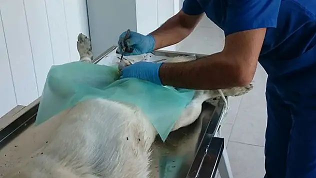 Ereğli Belediyesi sokak hayvanlarına sahip çıkıyor