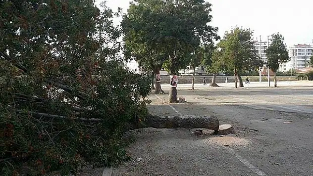 Ereğli'de Asırlık Ağacı Kestiler
