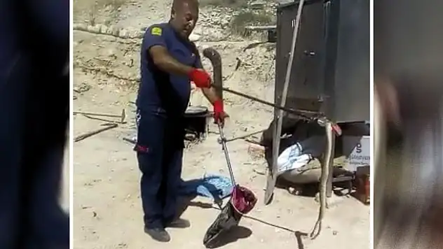 Ereğli'de görülen yılan korkuya neden oldu