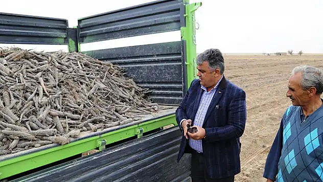 Ereğli'de patentli siyah havuç hasat zamanı