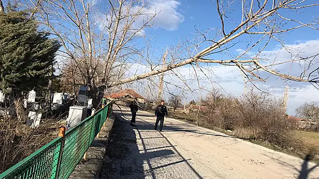 Ereğli de şiddetli rüzgar direk ve ağaçları devirdi