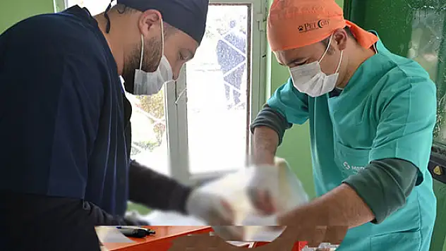 Ereğli'deki sokak hayvanları kısırlaştırıyor