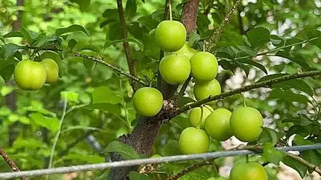 Eriğin ilk hasadını yaptılar...Fiyatı altınla yarışıyor!
