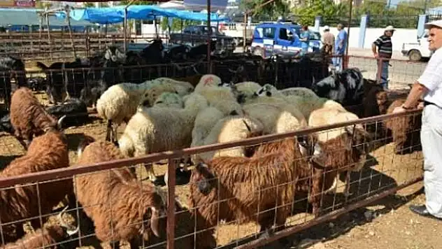 Erkekler kurbanı keserken, kadınlar parçalarken yaralanıyor