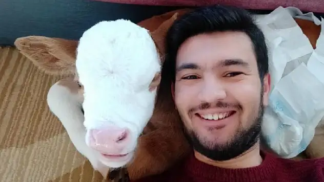 Erken doğan buzağıya anne şefkati, ayağında sallayıp ninni söyleyerek uyutuyor