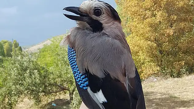 Erken kışın haberi kuşlardan geldi